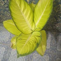 گل انتوریوم حراجی۹۹|حراج|بروجرد, |دیوار