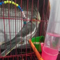 جوجه ۳ ماهه عروس هلندی