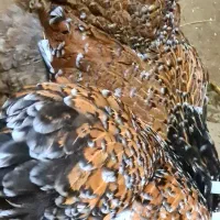 فروش برهمای پورسلن|حیوانات مزرعه|سورک, |دیوار