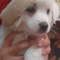 واگذاری توله اشپیتز|سگ|یزد, |دیوار