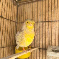 قناری|پرنده|محمدیه-قزوین, |دیوار