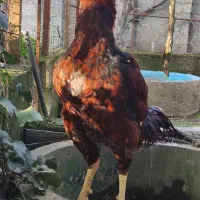 لاری.خروس لاری