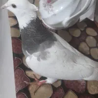 دو عدد کبوتر طوقی و سبز کشیده هفشجون