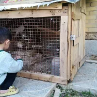 کبوتر خانگی|پرنده|مرودشت, بیست متری بیمارستان|دیوار