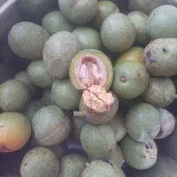 گردو تازه اسکو