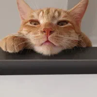 واگذاری گربه|گربه|اسلامشهر, شهرک سالور|دیوار