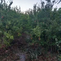 فروش-باغ-وخانه-در-ریحانشهر