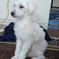 سگ پشـمالو