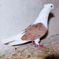 کبوتر  دوکت  دو تا  نر