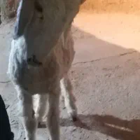 بره نر