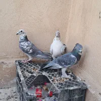 سرور بلژیکی مسافتی اصل