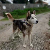 سگ هاسکی اصل|سگ|رشت, یخسازی|دیوار