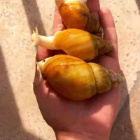 حلزون اچانتینا البینو