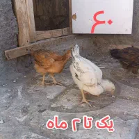 جوجه مرغ و خروس محلی|حیوانات مزرعه|سلامی, |دیوار