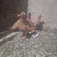 جوجه زرد کرمانی یه پره از جوجگی رد کرده
