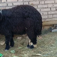 گوسفند عوسی نر اصل