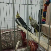 جفت عروس هلندی شرط مولد نر دستی با قفس و وسایل