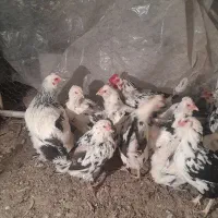 ۱۱ مرغ یه خروس|حیوانات مزرعه|اصفهان, شهرک کاوه|دیوار