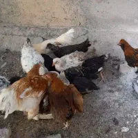 خروس فروشی|حیوانات مزرعه|شاهرود, |دیوار