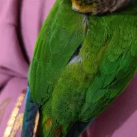 طوطی گرینچیک|پرنده|میاندوآب, |دیوار