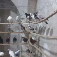 کفتر|پرنده|آران و بیدگل, |دیوار