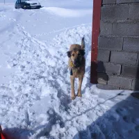 ماده سگ سرابی گله ای