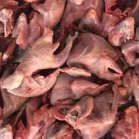 گوشت تازه کبوتر