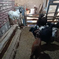 بزغاله|حیوانات مزرعه|ملکان, |دیوار