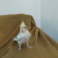 عروس هلندی اهلی اهلی|پرنده|چهارباغ, |دیوار