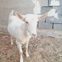 میش بز سانن گوسفند|حیوانات مزرعه|بهمن, |دیوار