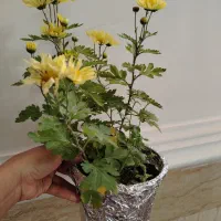 فروش گلهای آپارتمانی|گل و گیاه طبیعی|ایرانشهر, |دیوار