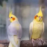 عروس هلندی لوتینو زعفرانی فول رام بالغ زیبا