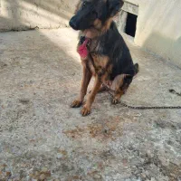 ژرمن شپرت بلک قهوی ماده 6م اصیل9ماه|سگ|اندیمشک, |دیوار