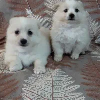 توله سگ پامراشپیتز|سگ|گرگان, |دیوار