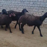 بره ماده گوسفند