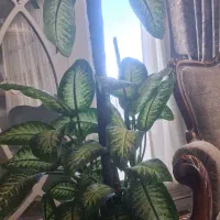 گل دیفن دو متری بسیار شاداب و زیبا