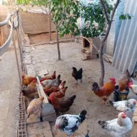 مرغ خروس محلی|حیوانات مزرعه|بهشهر, |دیوار