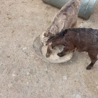 بازغاله|حیوانات مزرعه|کرمانشاه, |دیوار