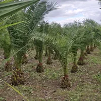 نخل فونیکس|گل و گیاه طبیعی|رشت, گیل|دیوار