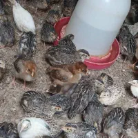 بلدرچین|پرنده|باوی, |دیوار