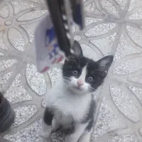 بچه گربه خانگی