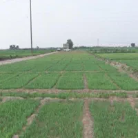 سبزی تازه جور خورشتی .کوکویی.سوپی .قلیه ماهی|خوردنی و آشامیدنی|اصفهان, ابر|دیوار