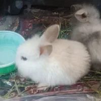 یک جفت خرگوش لپ