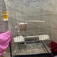 قفس ۱۰۳۳ با پایه فلزی