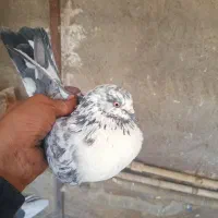 یجفت نروماده پرشی|پرنده|ساوه, |دیوار