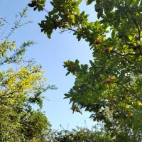 فروش زمین جنگلی