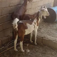 2تا بز رشتی آبست با یک گیسه‌رشتی|حیوانات مزرعه|بم, |دیوار