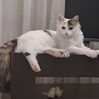 گربه ماده
