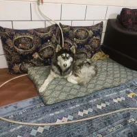 گمشده|حیوانات|فسا, |دیوار