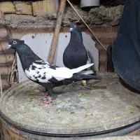 کفتر سینه سیاه|پرنده|شیراز, شیخ علی چوپان|دیوار